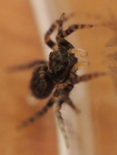Pseudeuophrys erratica